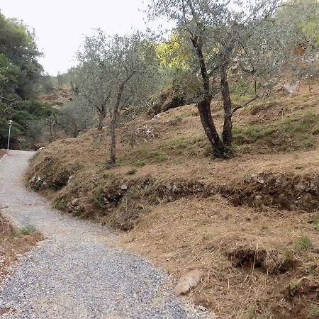 Fattoria Ceragioli Villa Camaiore Bagian luar foto
